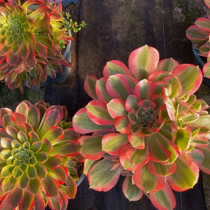 粉女郎一颗多肉植物