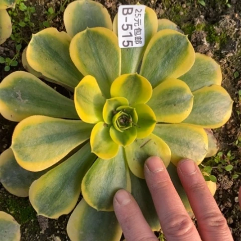 V****?515香炉盘黄锦满25包邮多肉