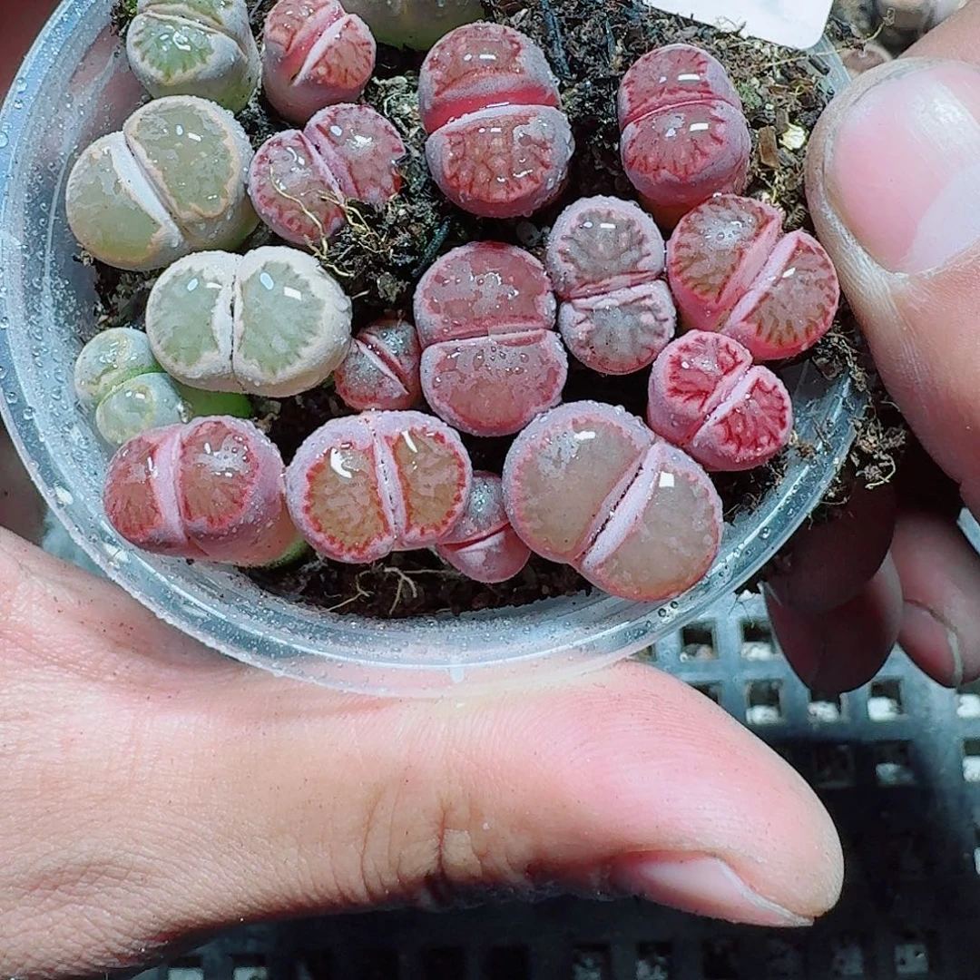 258 多肉植物多肉植物