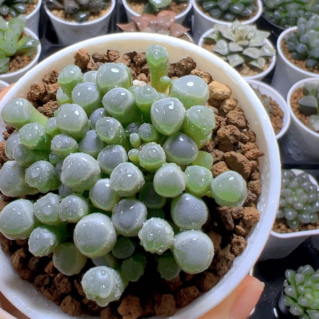 五十玲玉玉露多肉多肉