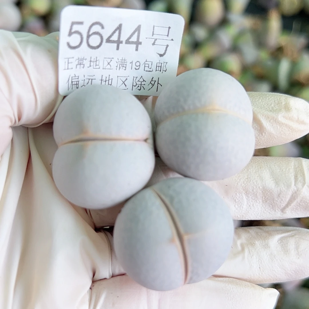 5644四年高尔夫三个2.5cm左右