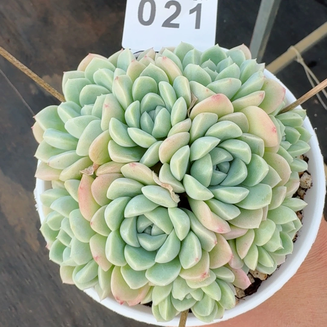 奶油玫瑰      愿你一路坦途，乘风破浪展宏图