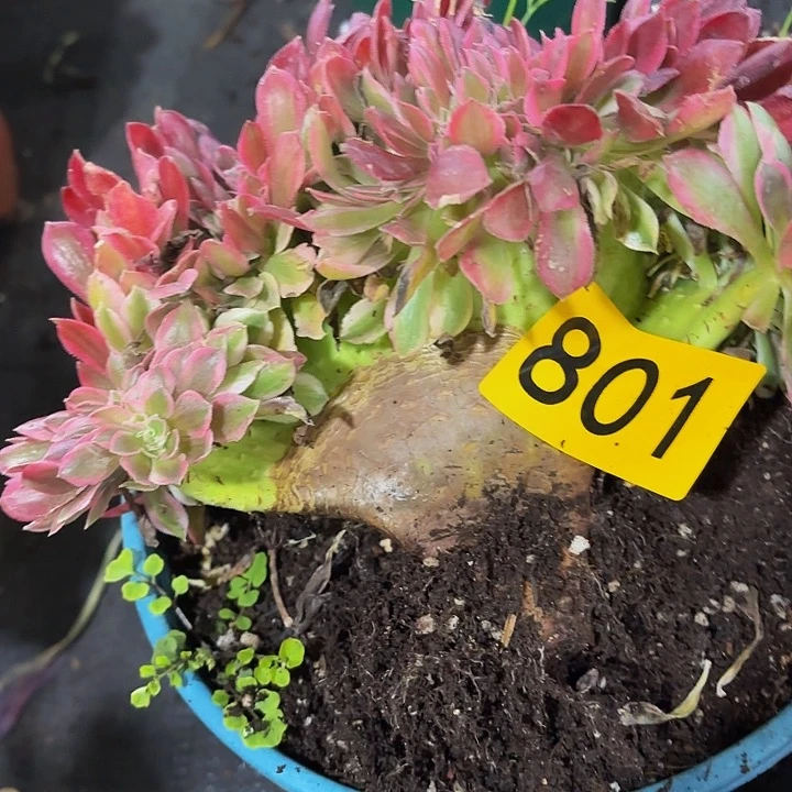 多肉植物福利801