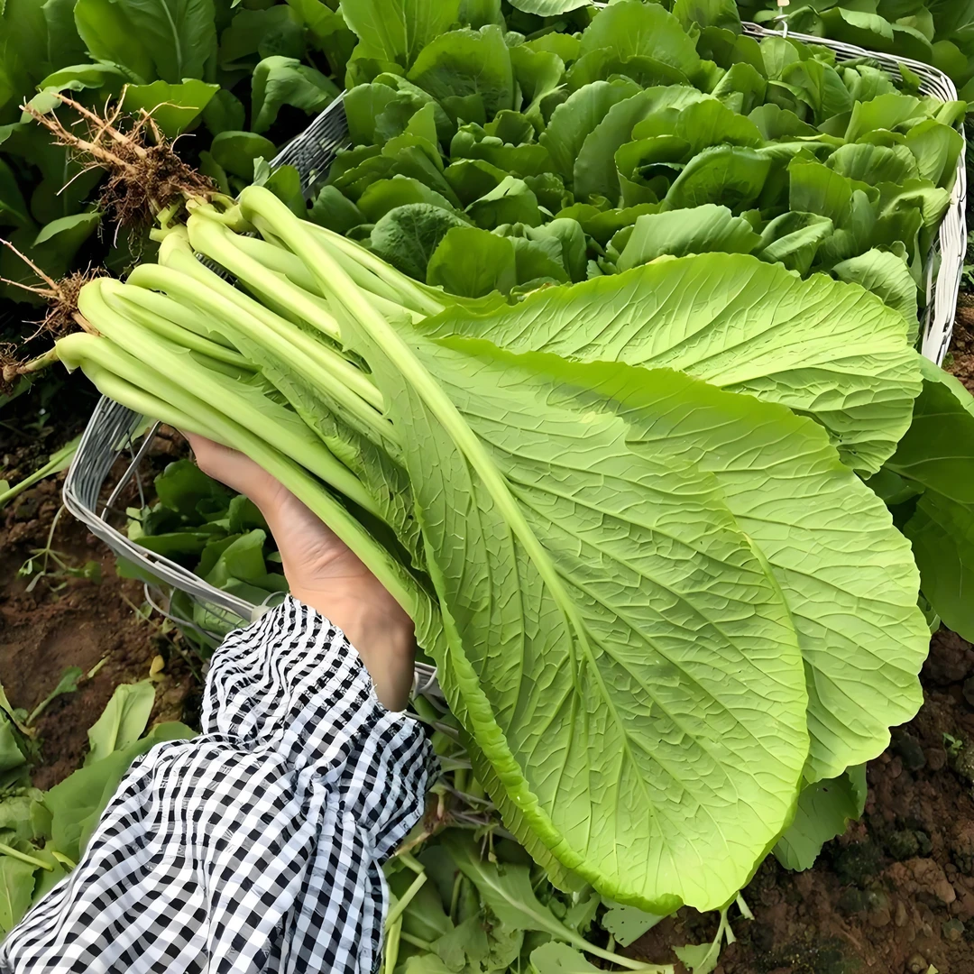 云南高山-苦青菜