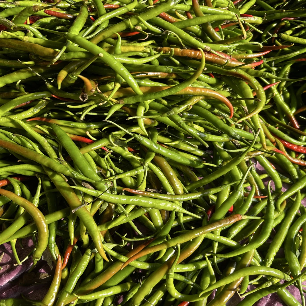 清园处理花线椒二荆条尖椒现摘青紫辣椒做泡椒腌辣椒专业