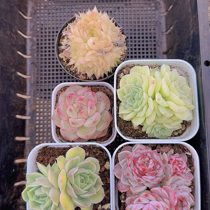 花时光精品多肉56