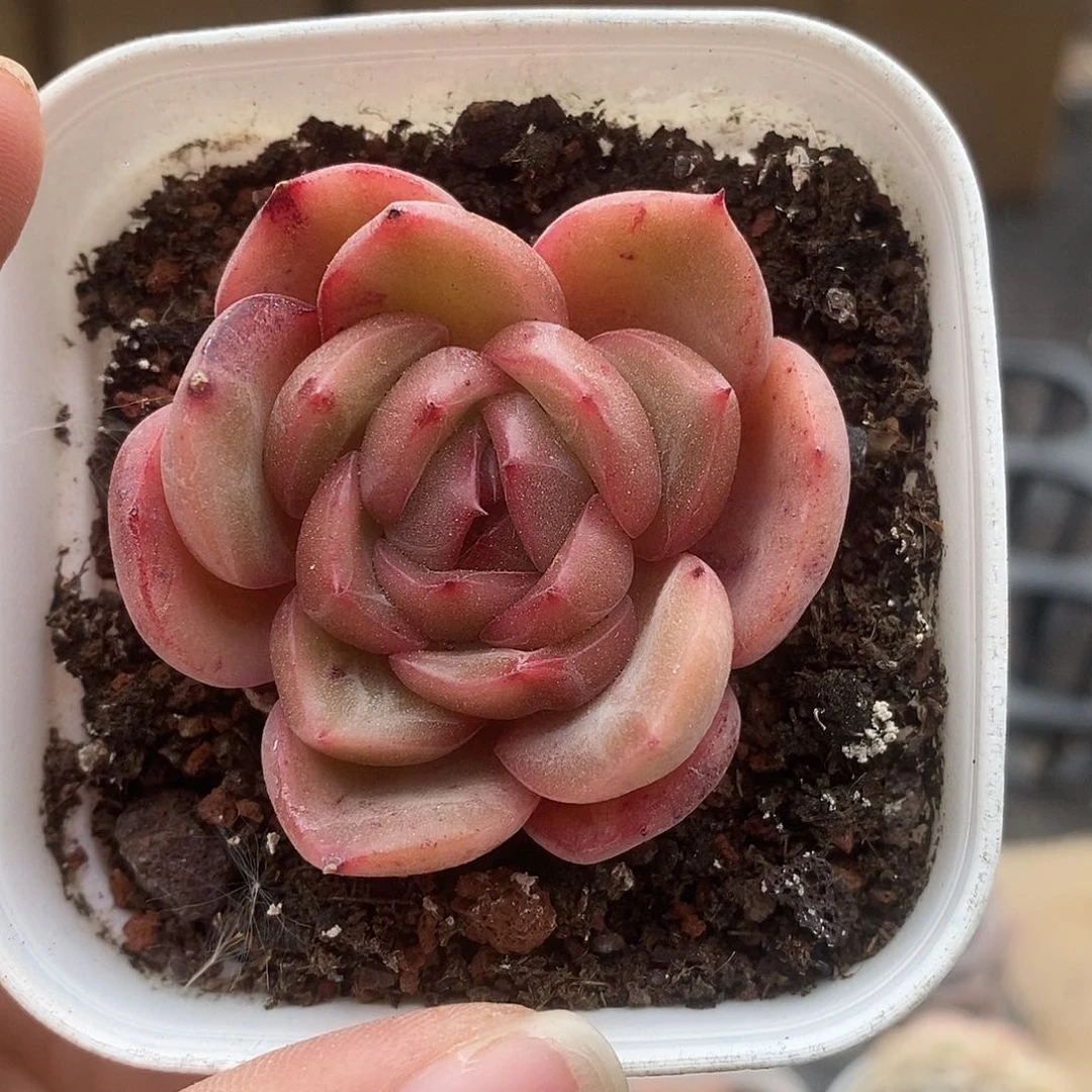 可爱的肉肉喜欢拍87