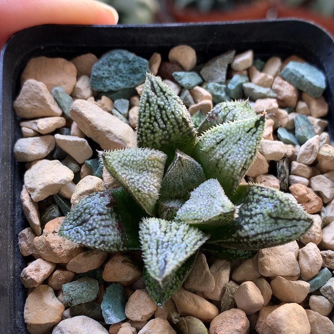 实生寿带人土发货loll