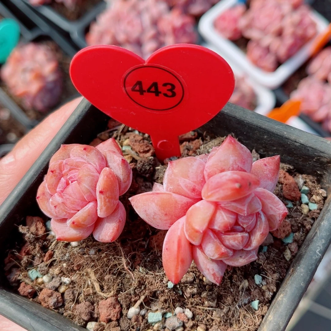 443号老桩石榴籽星影群