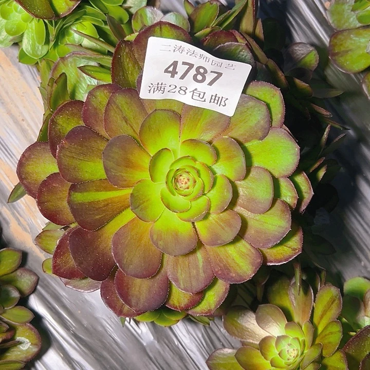 4787花月夜多肉植物2号
