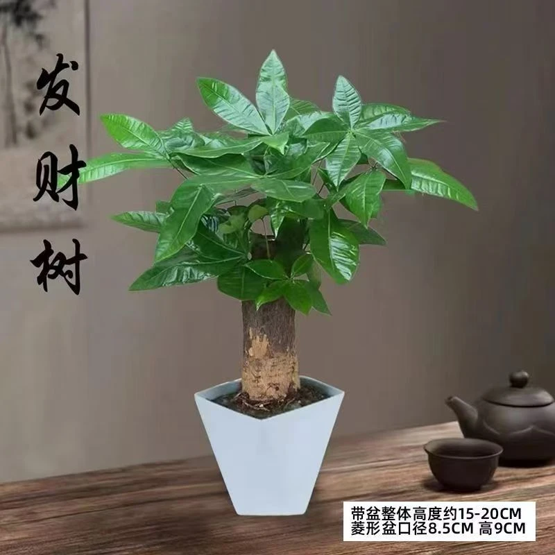 独杆发财树老桩室内客厅办公室招财好养活的绿植盆景