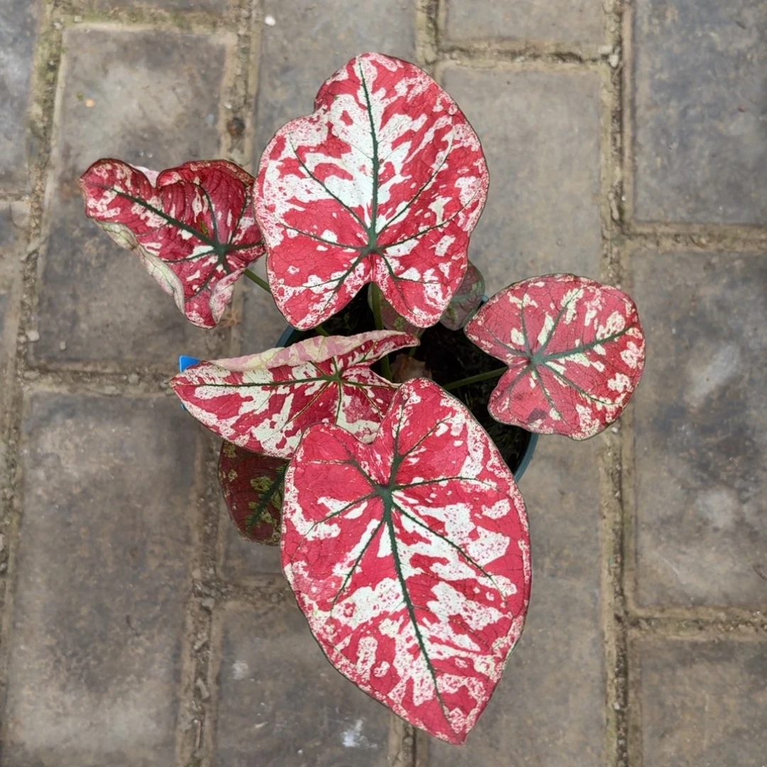 猩红玛丽泰国33-1106