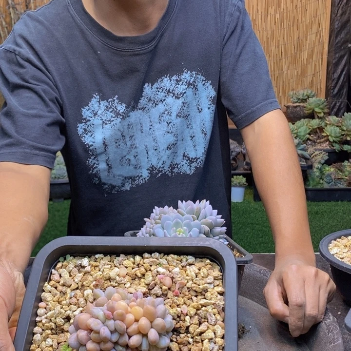 ****几351号粉兔多肉多肉植物