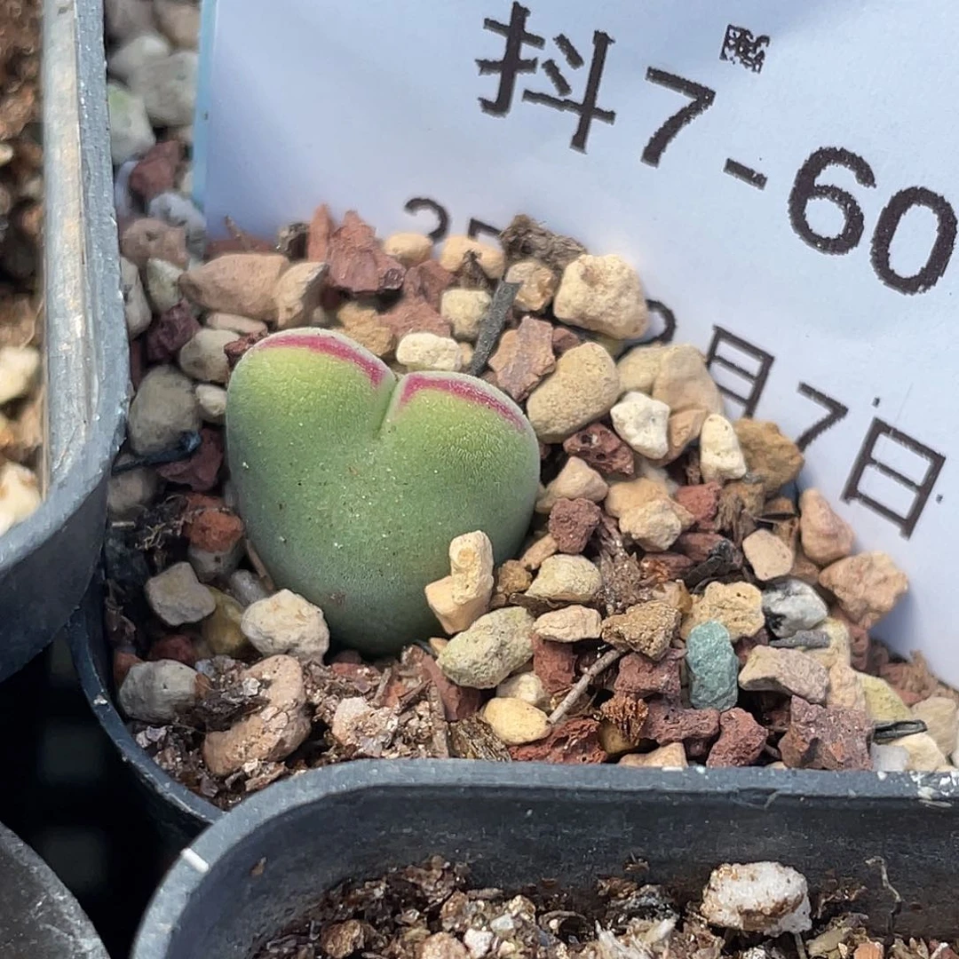 7-60小毛将多肉植物