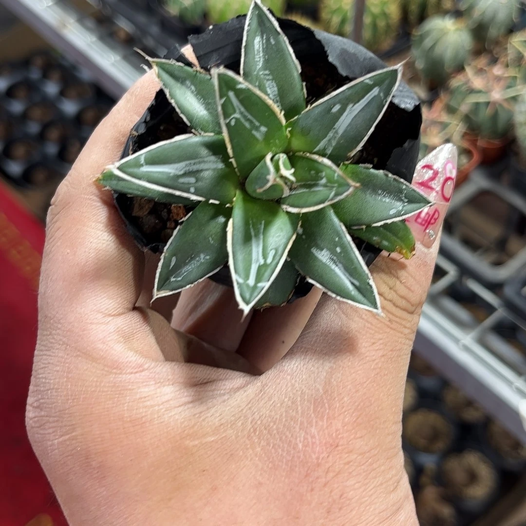 小号笹之雪单头发货有根发货