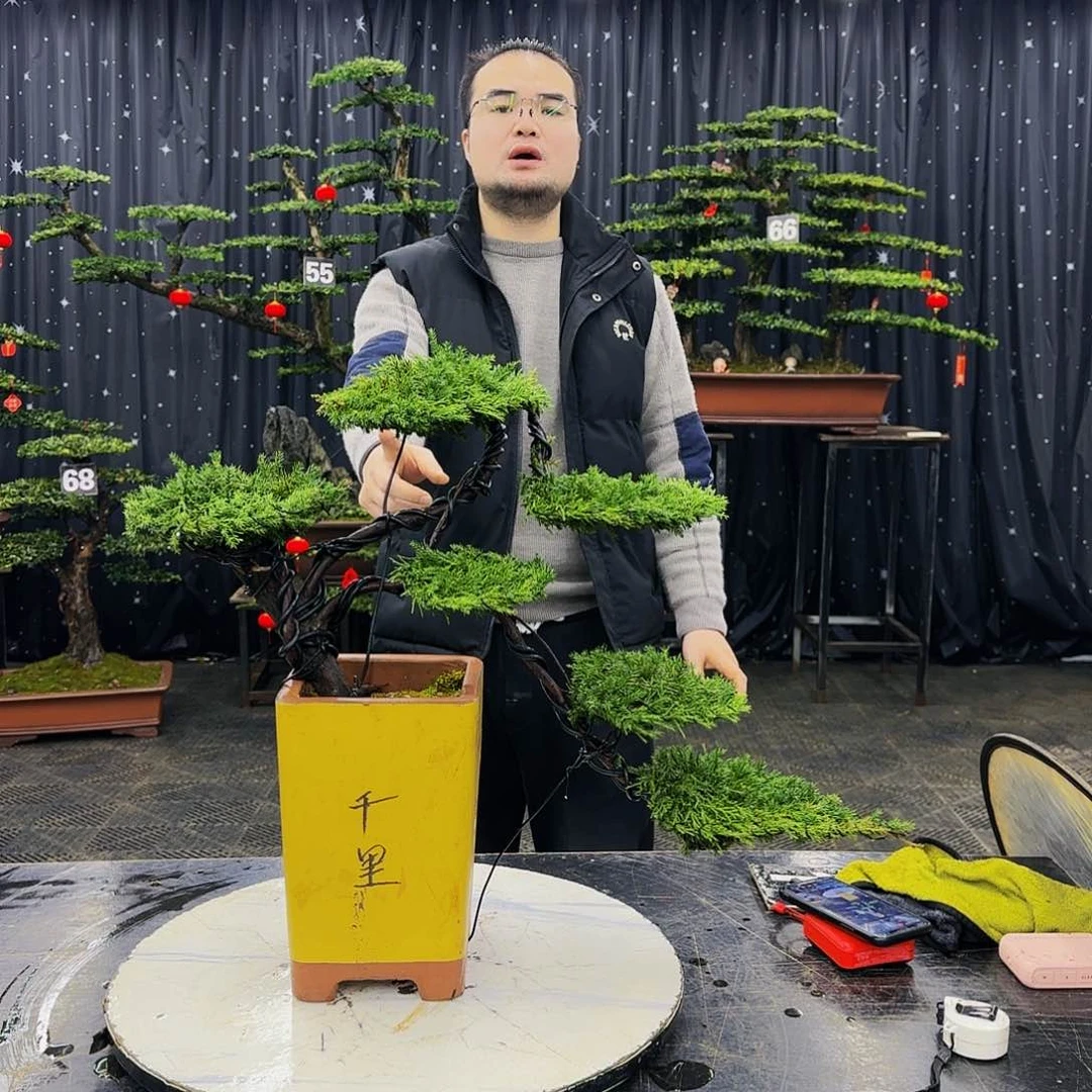 松树柏树造型盆景