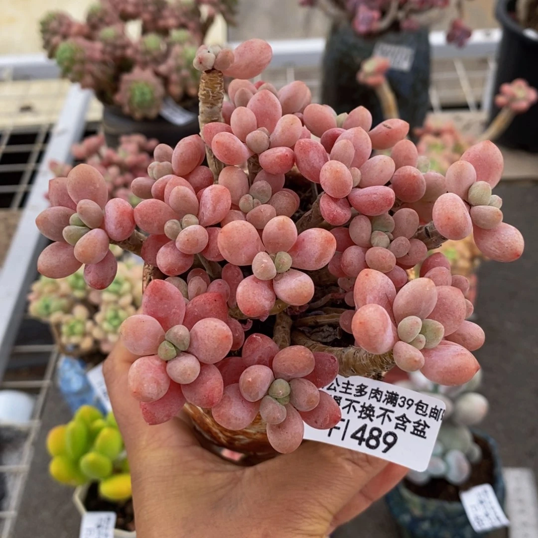 鱼子酱489/10cm的肉