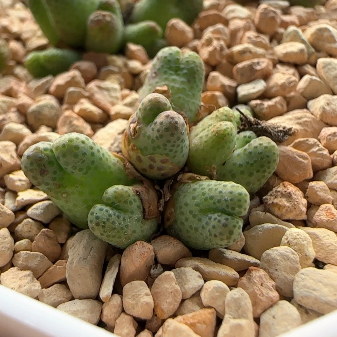 5910 大白多肉植物园