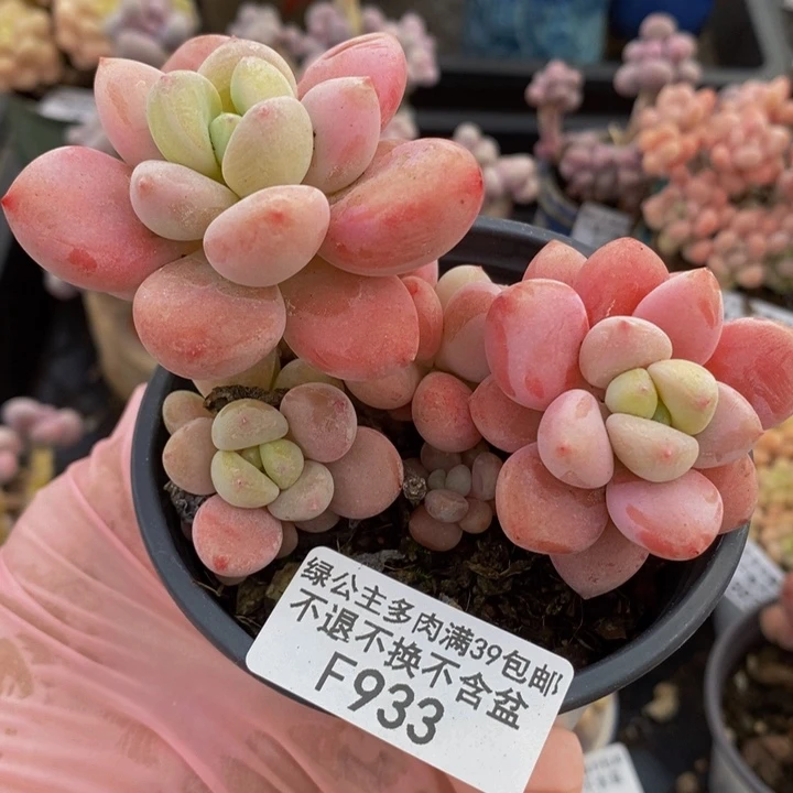 樱花洛神8cm933多肉植物