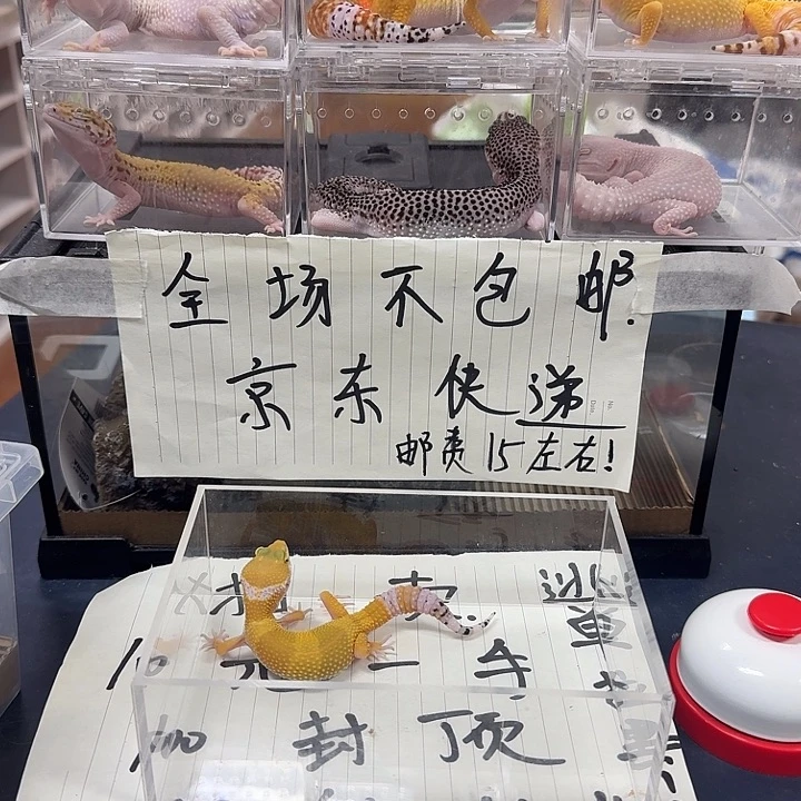豹纹守宫不吃你吃呢