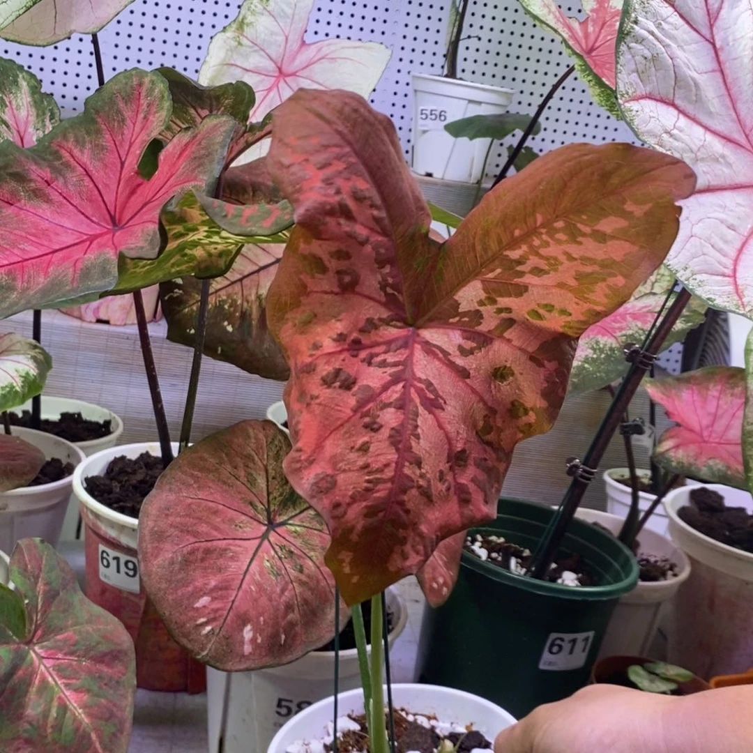 【闪购商品】不开花植物泰国古铜色蝴蝶620