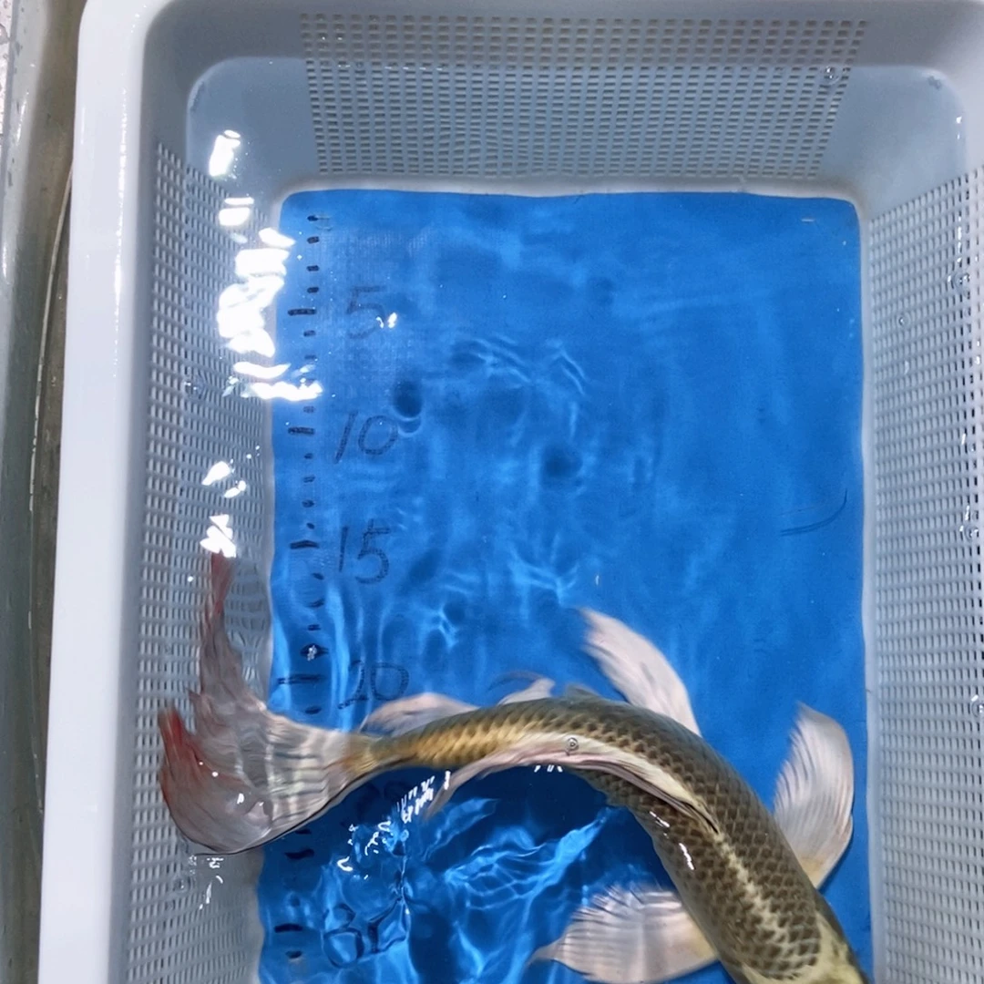 锦鲤锦鲤包邮包售后