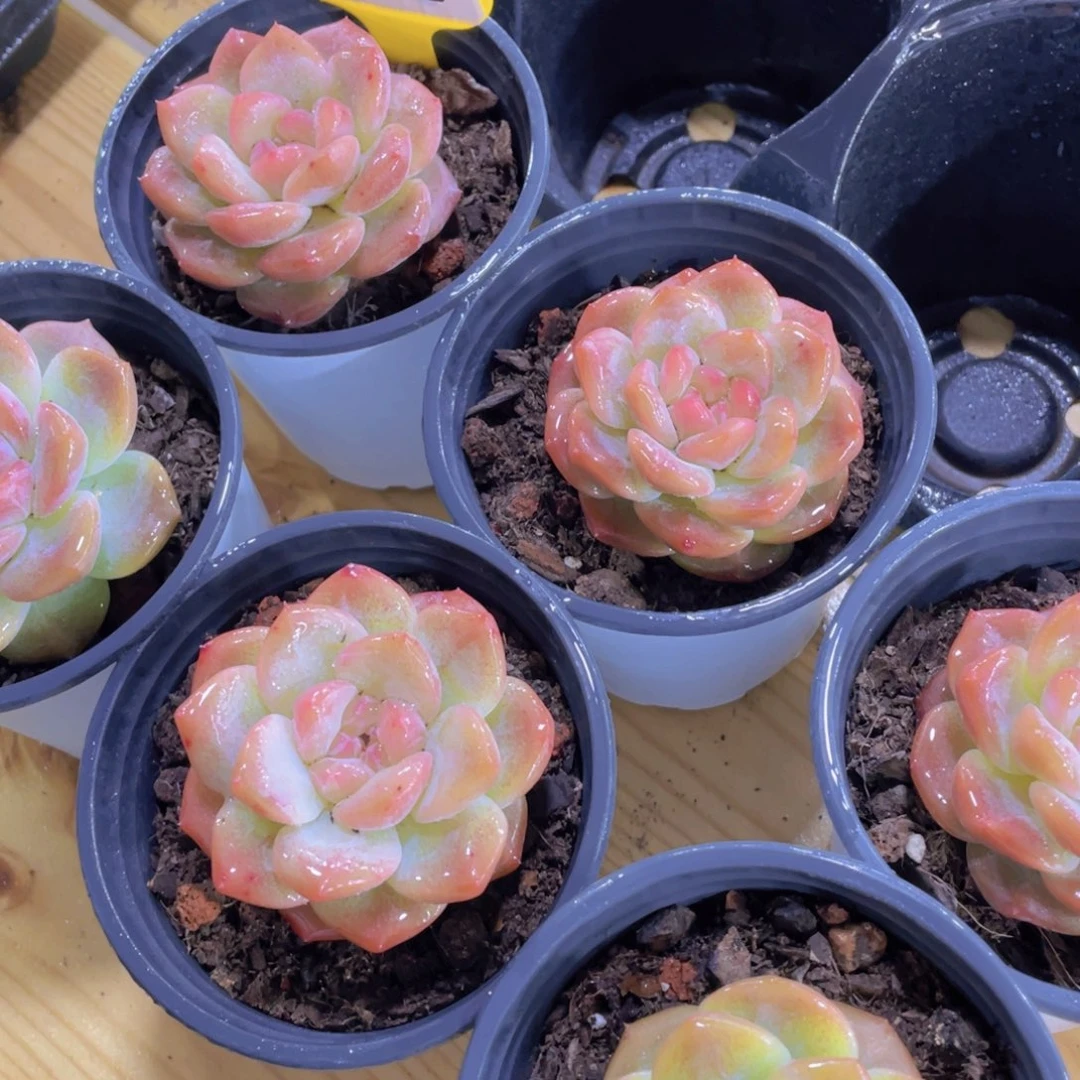 1466号 水晶珍妮琥珀单头一个