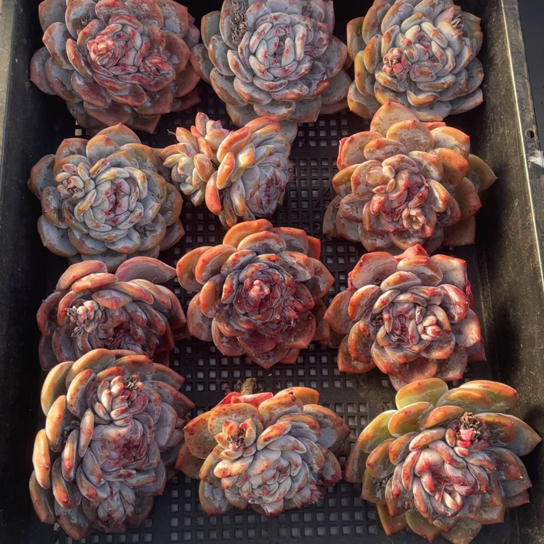 一筐石榴籽 星影