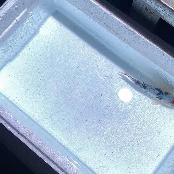 锦鲤锦鲤活鱼开箱包活