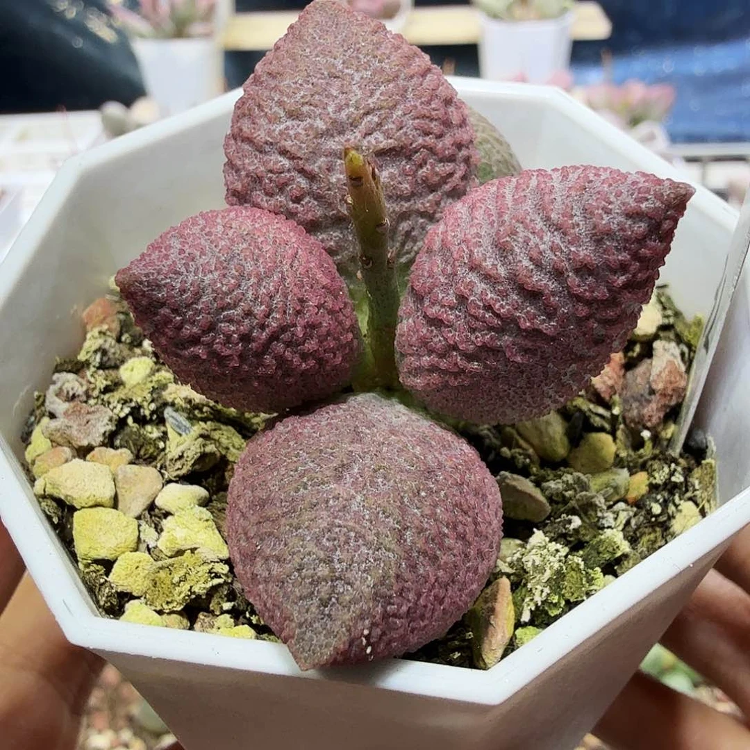 粉核桃水泡多肉植物