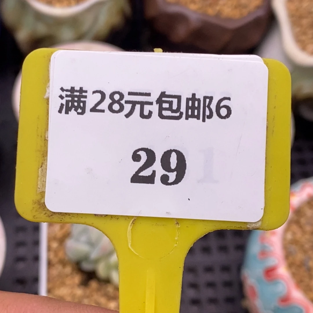 多****）629多肉植物……………………