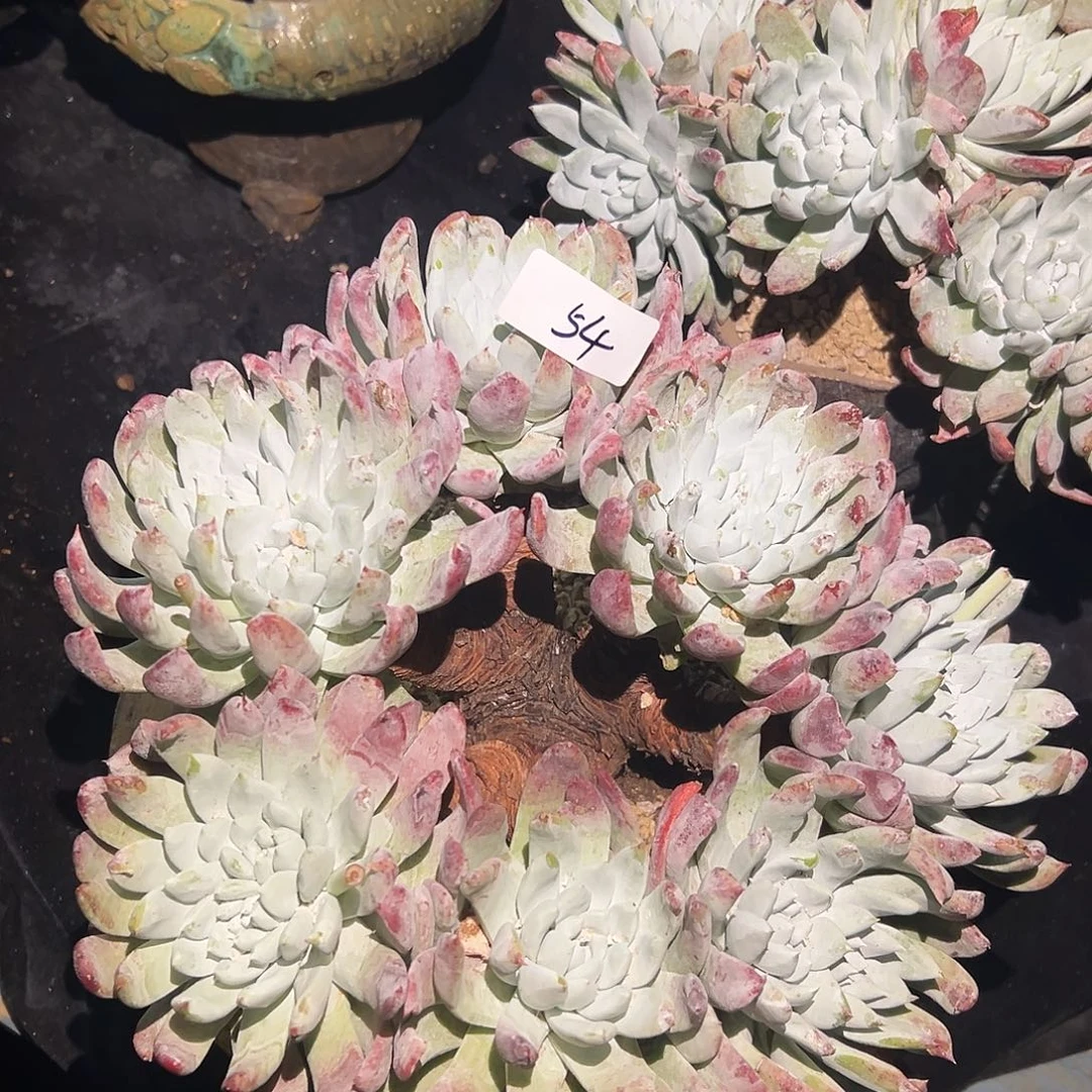 南***狗阿金尼仙女杯多肉。