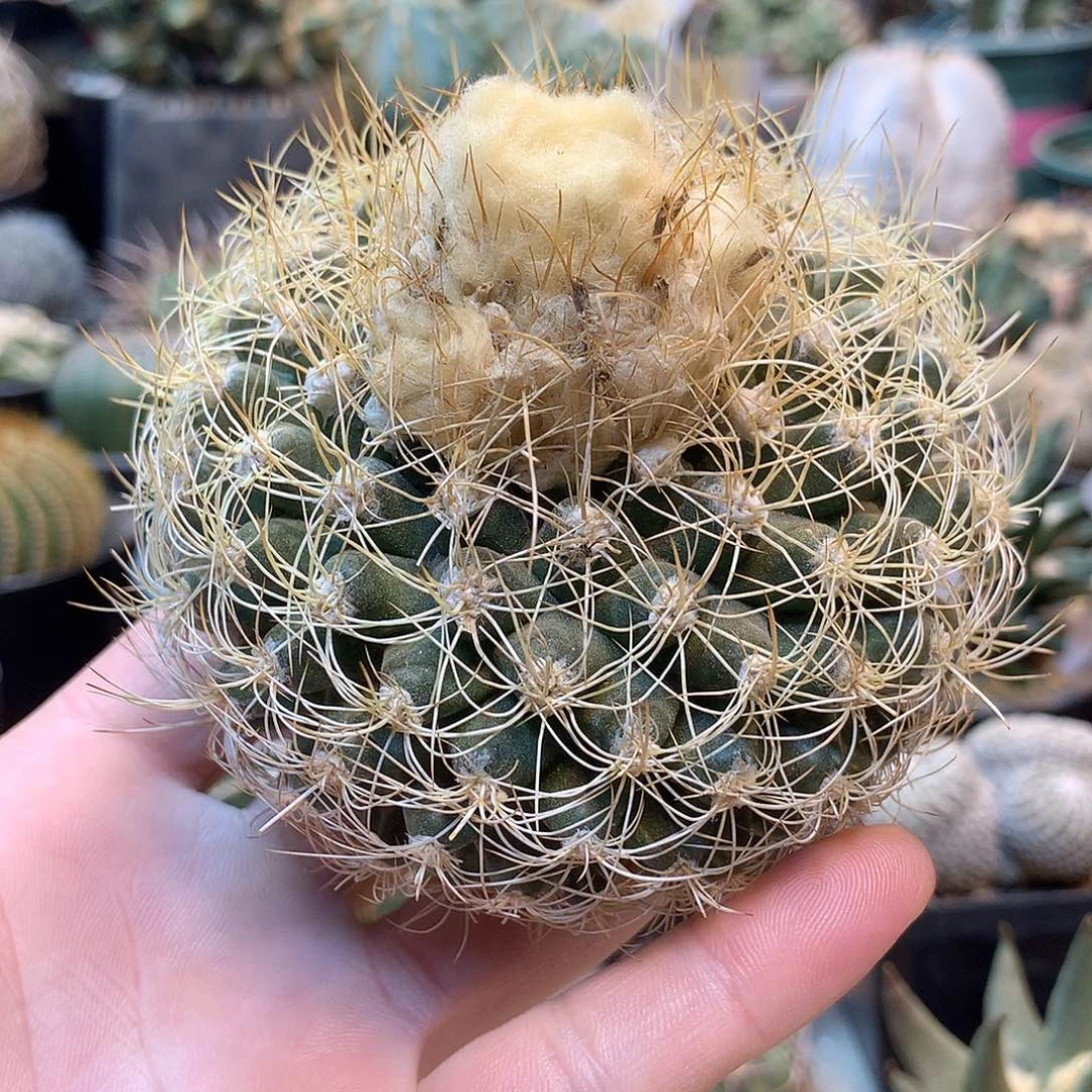 蜘蛛圆盘玉苗接没根