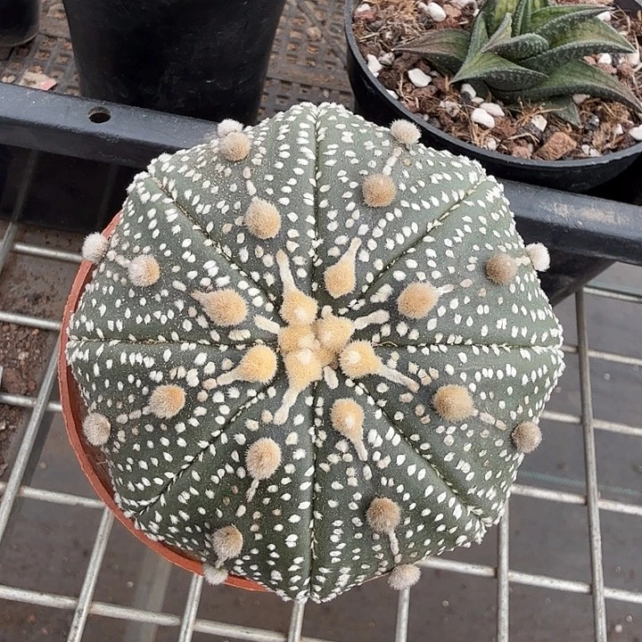 实生海星大兜7仙人球