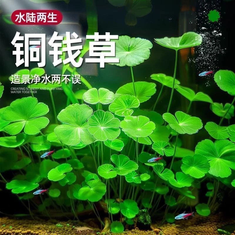 【铜钱草种子】四季长绿金钱草种子土培水培均可种植高档盆栽