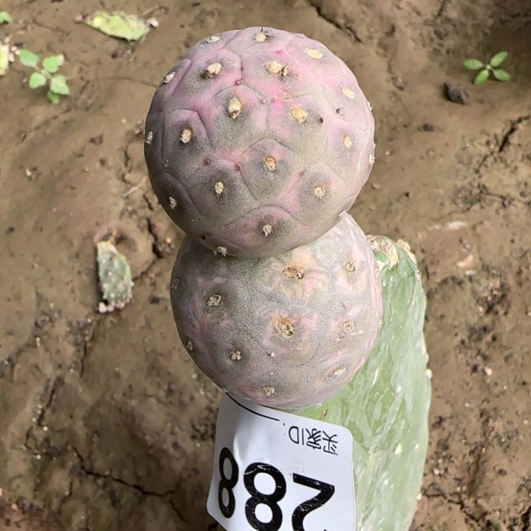 【闪购商品】草莓鸡蛋双头288