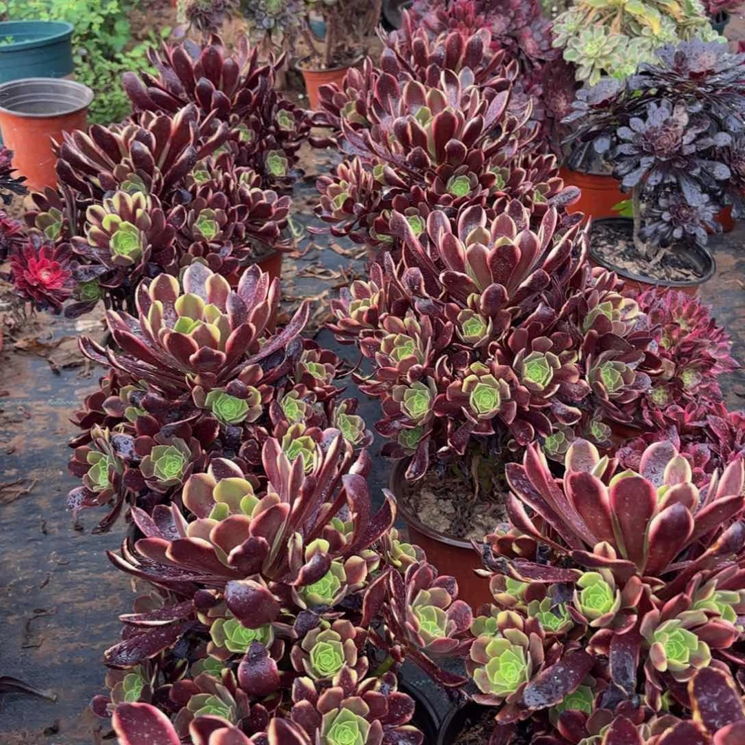 欧嘉莉手捧9.9多肉植物