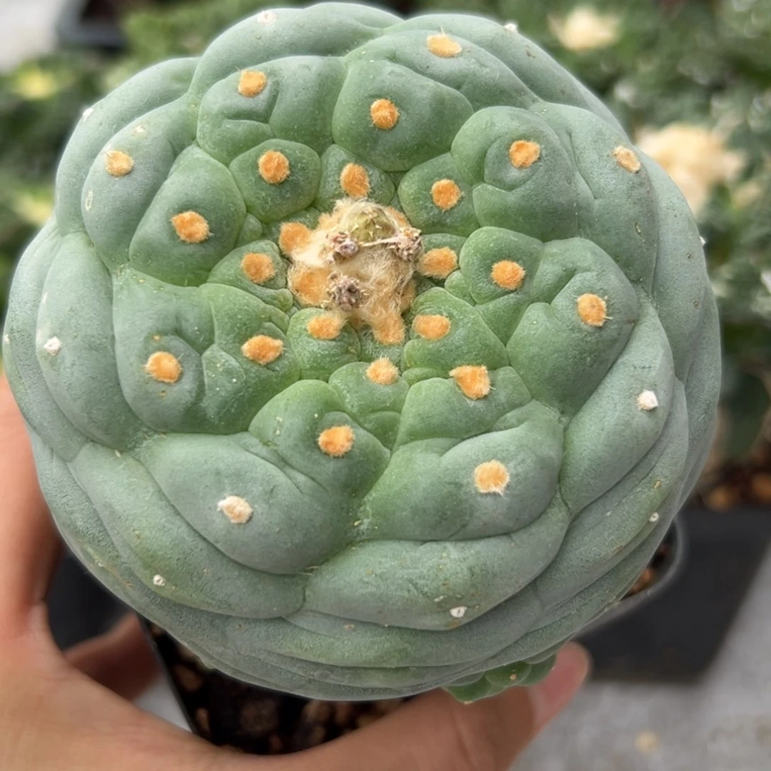 78 草球嫁接仙人球