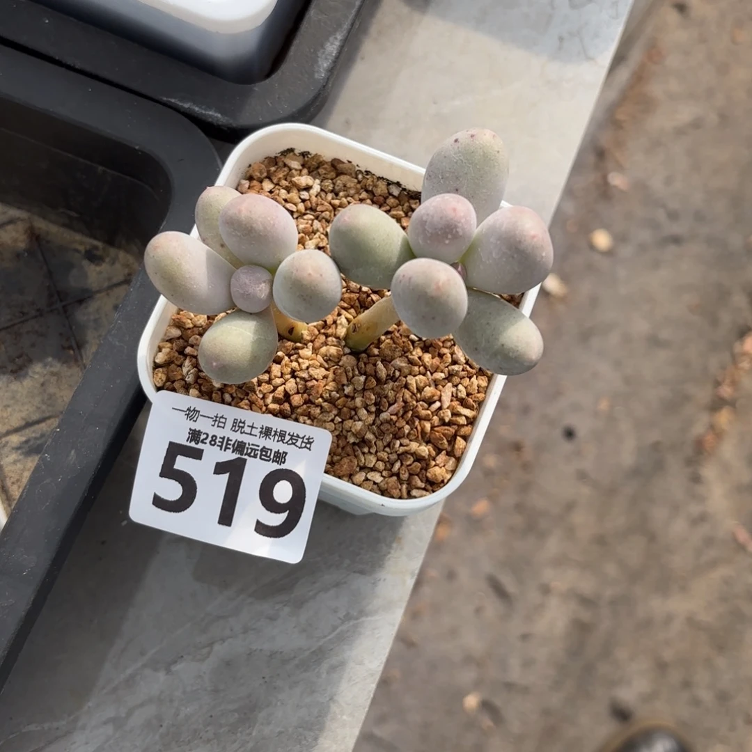 米可奶无盆土发货