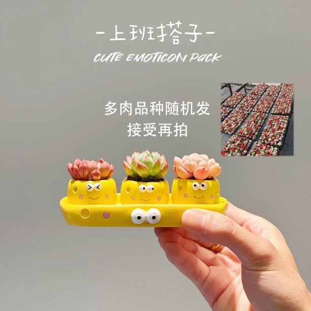 （多肉随机发）迷你可爱小黄一家多肉三件套室内办公桌书桌好养绿植