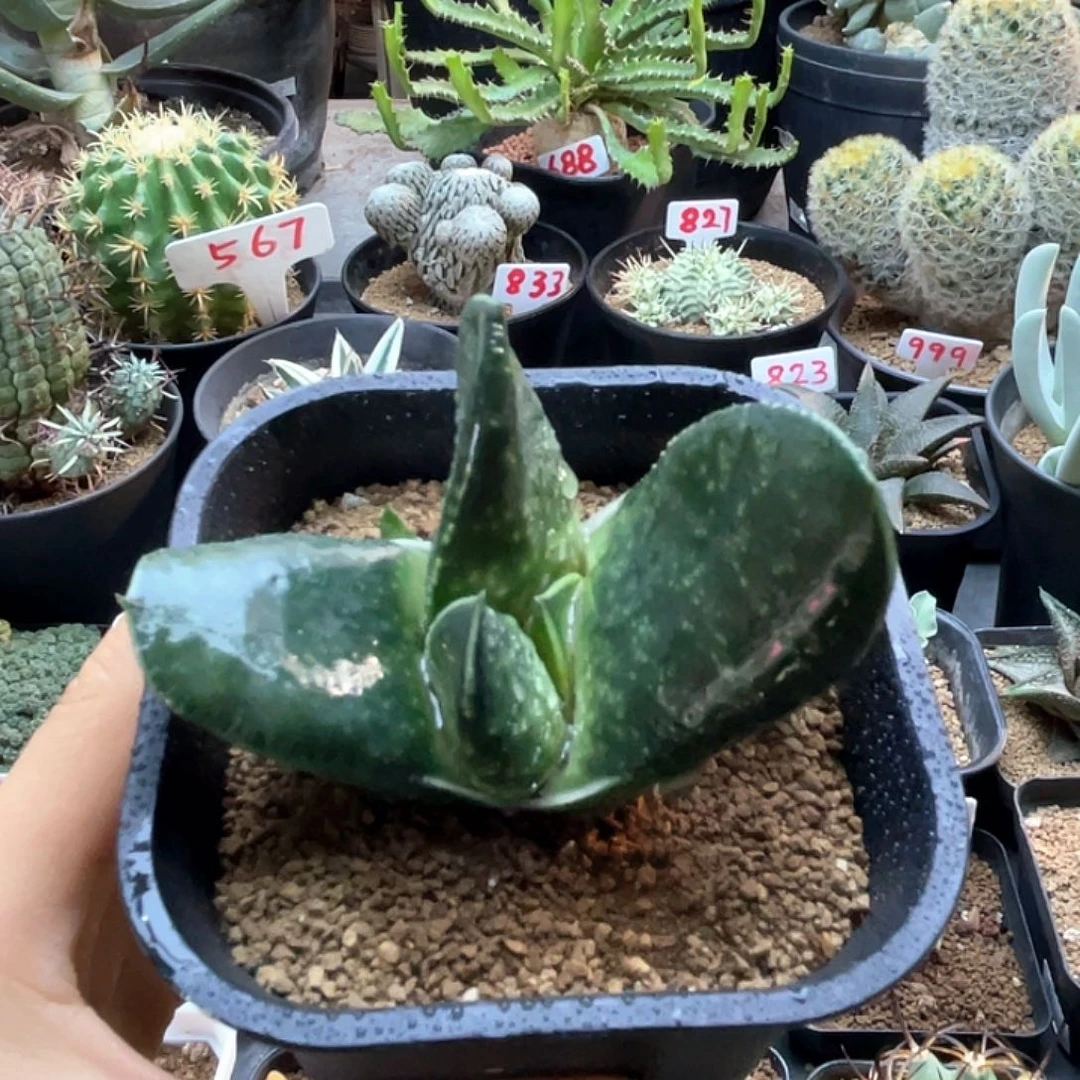 实生宽叶卧牛变异仙人球