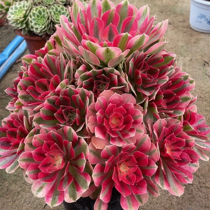 231粉女巫精品法师多肉