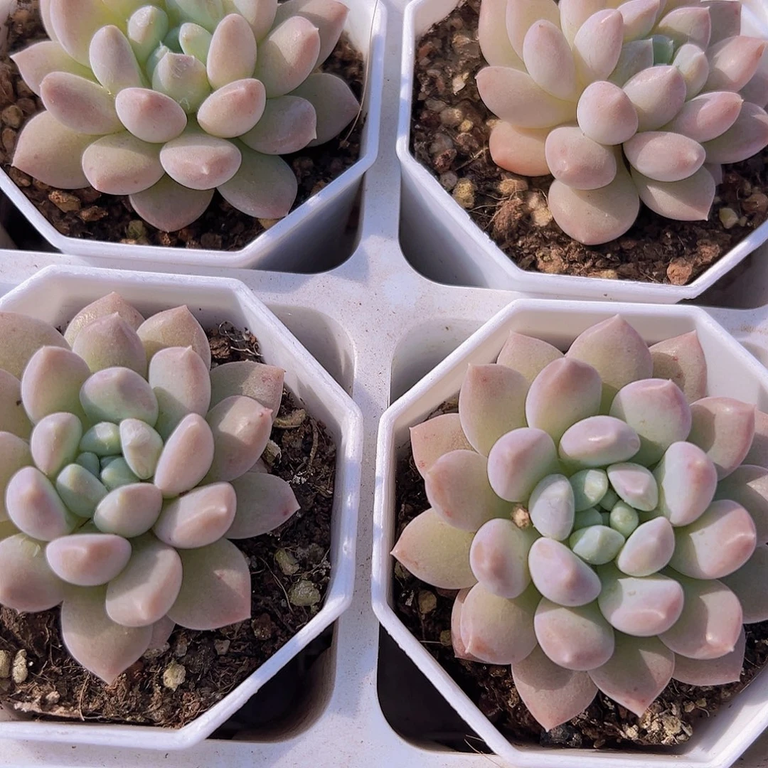 奶糖19包邮多肉植物