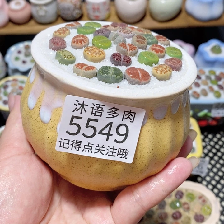 带盆土植物 一物一拍 5549