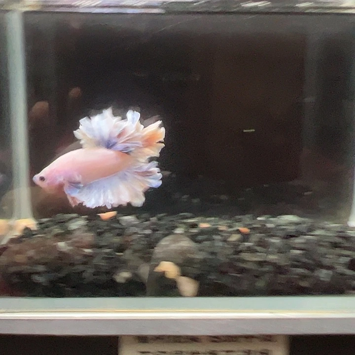 斗鱼竞拍跑单拉黑29