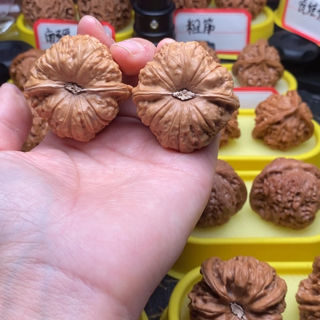 菩提籽类南瓜墩墩