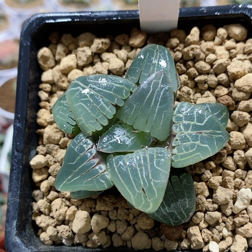 【闪购商品】46粉色甜心