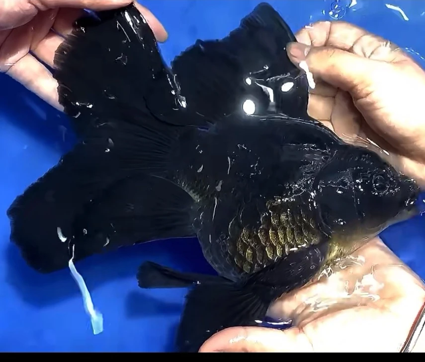 13-15公分黑短球蝴蝶鲤赛级精品广温观赏鱼好养混养顺丰快递