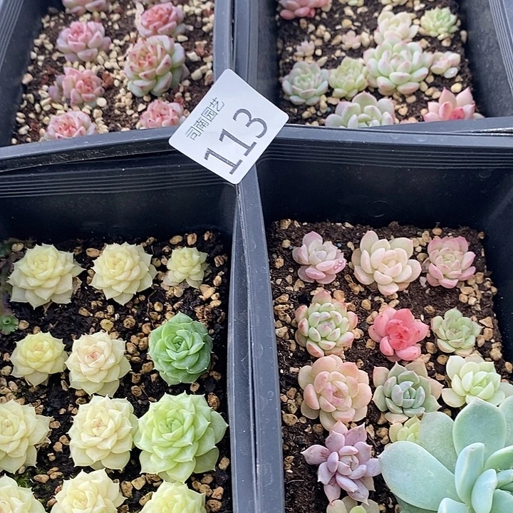 113 多肉植物盆栽花卉