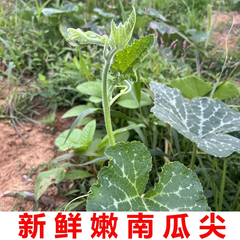 湖北农家新鲜南瓜尖时令蔬菜南瓜藤现摘现发直发